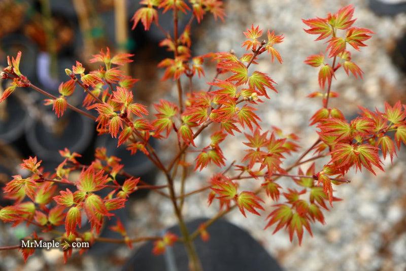 Acer Palmatum 'kiyohime' - View 40 from www redcrocus com