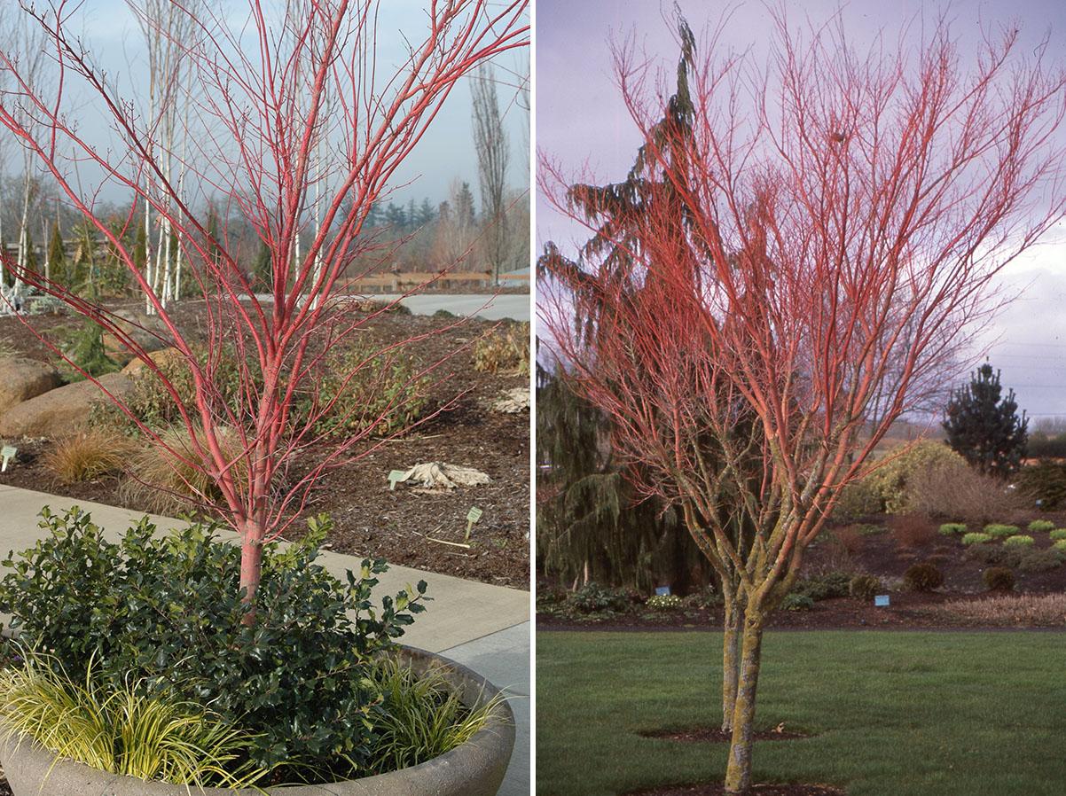 Acer Palmatum 'sango Kaku' - View 12 from www redcrocus com