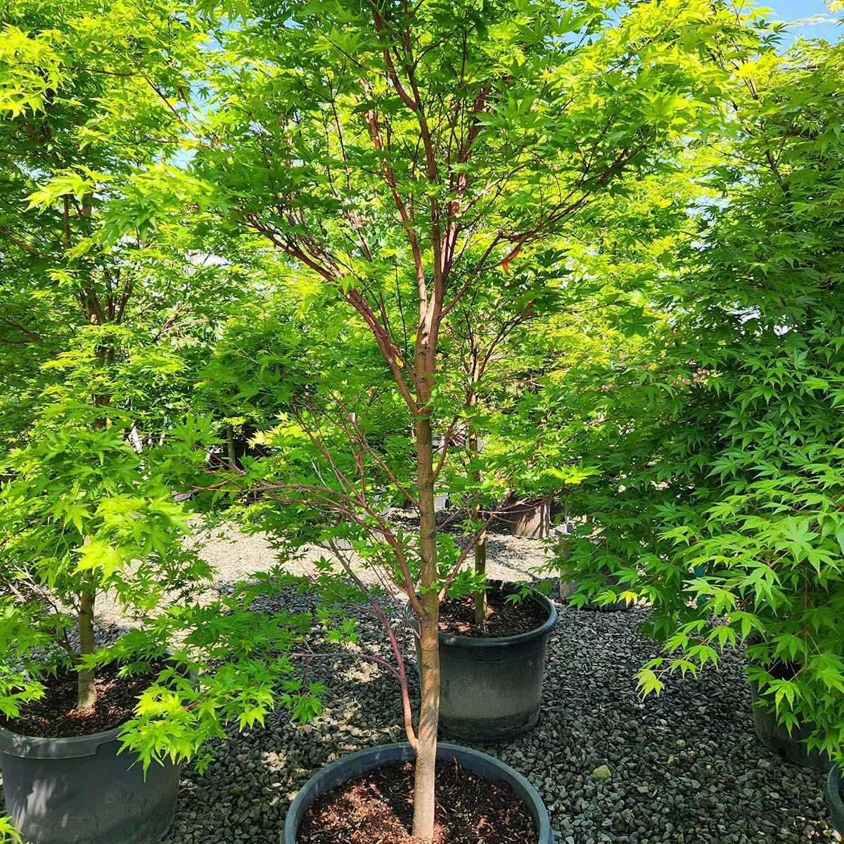 Acer Palmatum 'sango Kaku' - View 13 from www redcrocus com