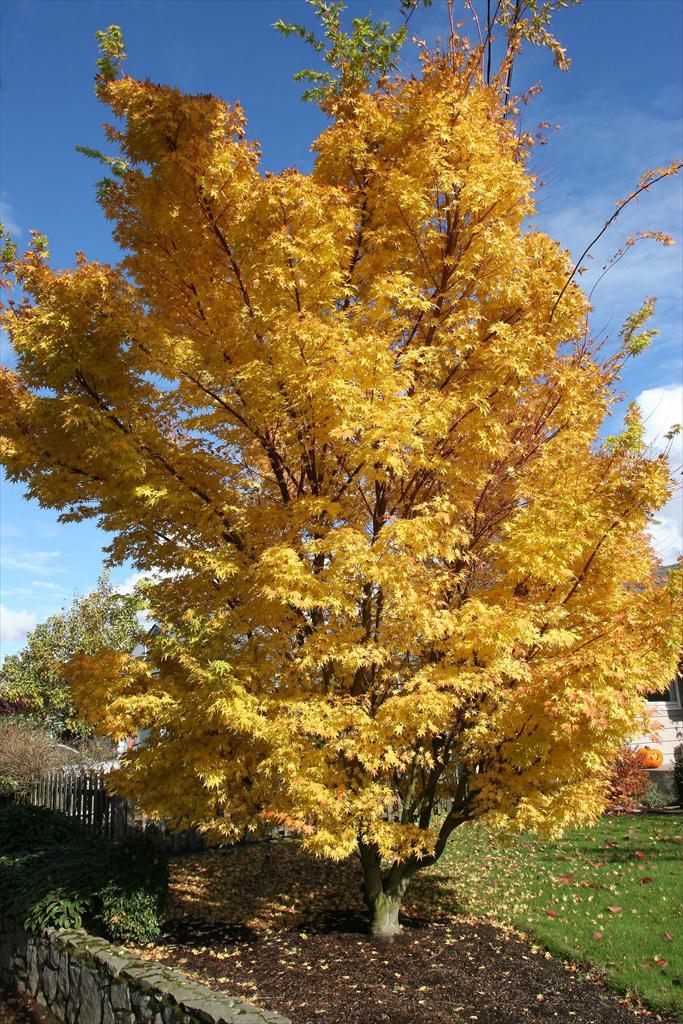 Acer Palmatum 'sango Kaku' - View 14 from www redcrocus com