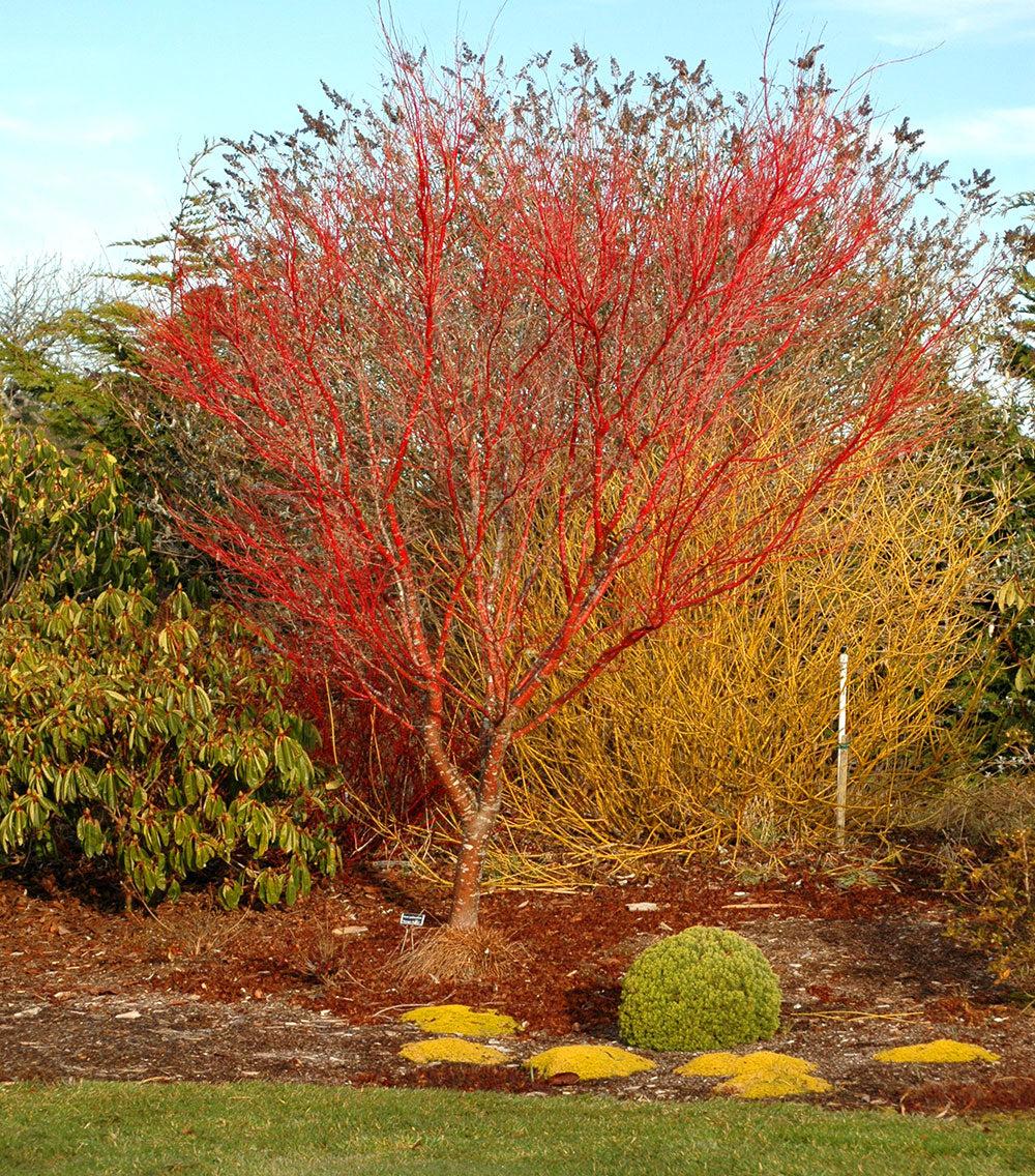 Acer Palmatum 'sango Kaku' - View 16 from www redcrocus com