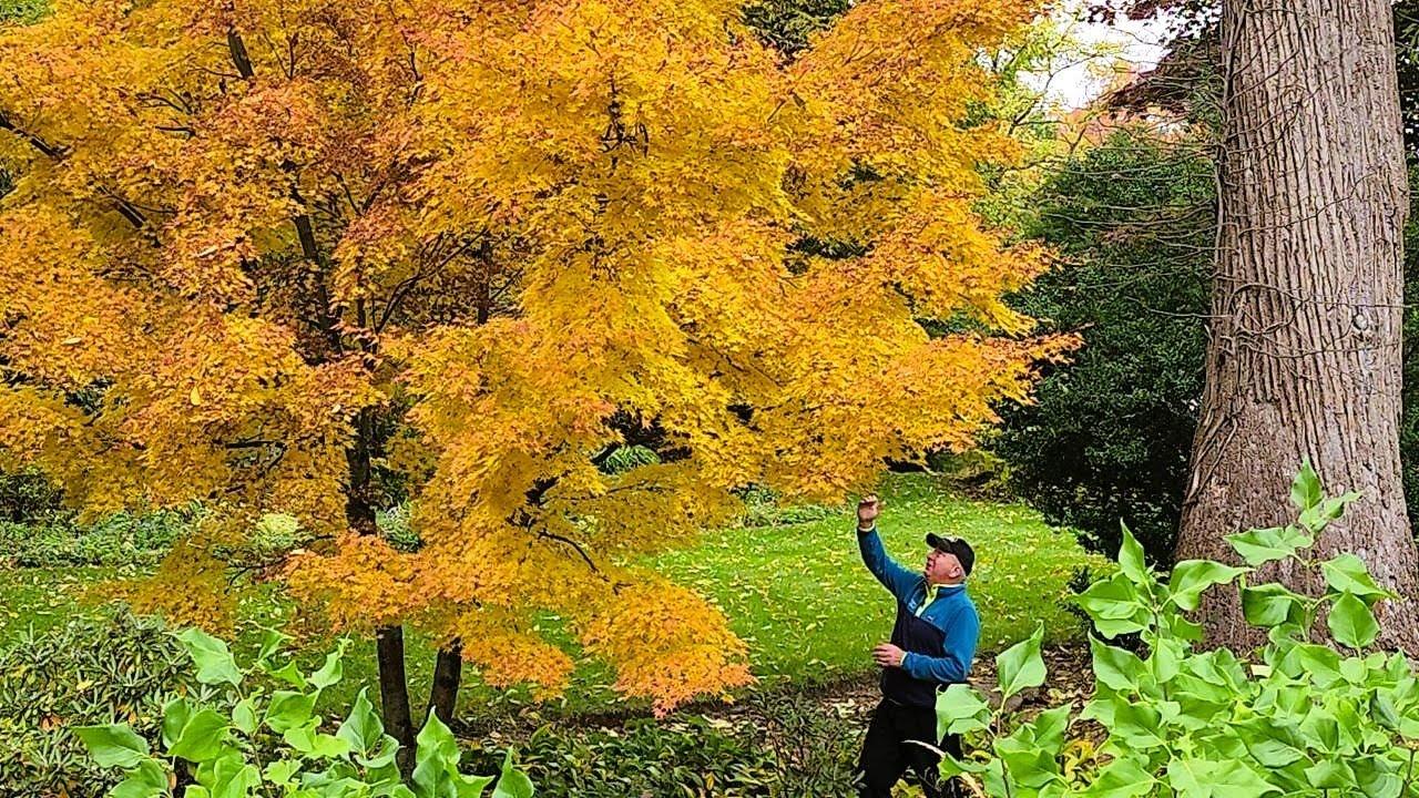 Acer Palmatum 'sango Kaku' - View 17 from www redcrocus com