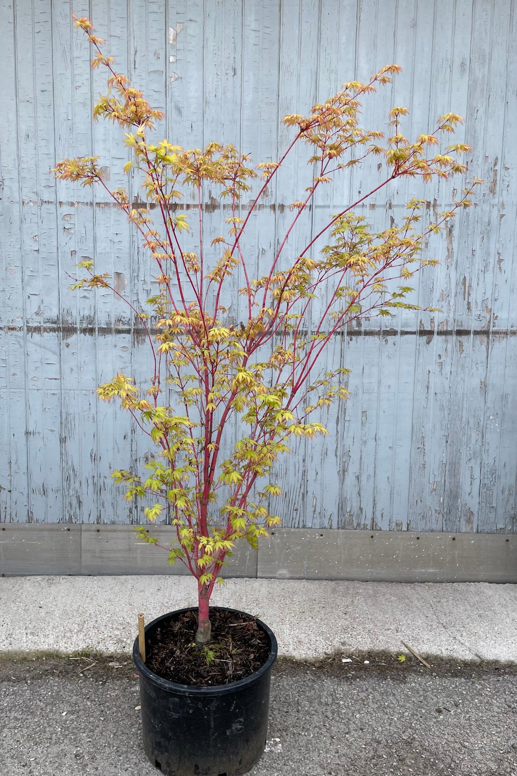 Acer Palmatum 'sango Kaku' - View 18 from www redcrocus com