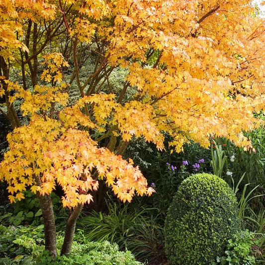 Acer Palmatum 'sango Kaku' - View 1 from www redcrocus com