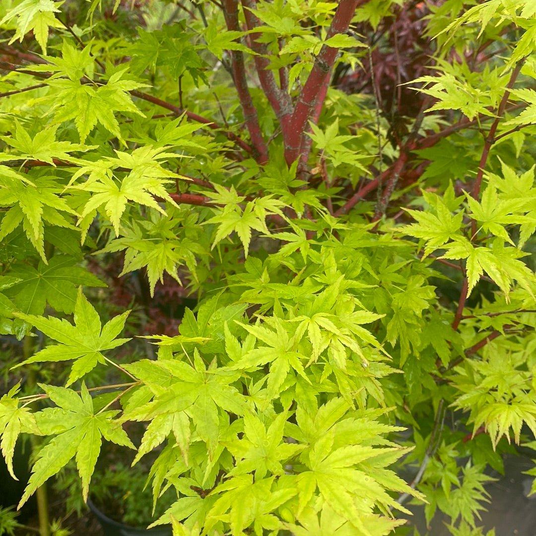 Acer Palmatum 'sango Kaku' - View 20 from www redcrocus com