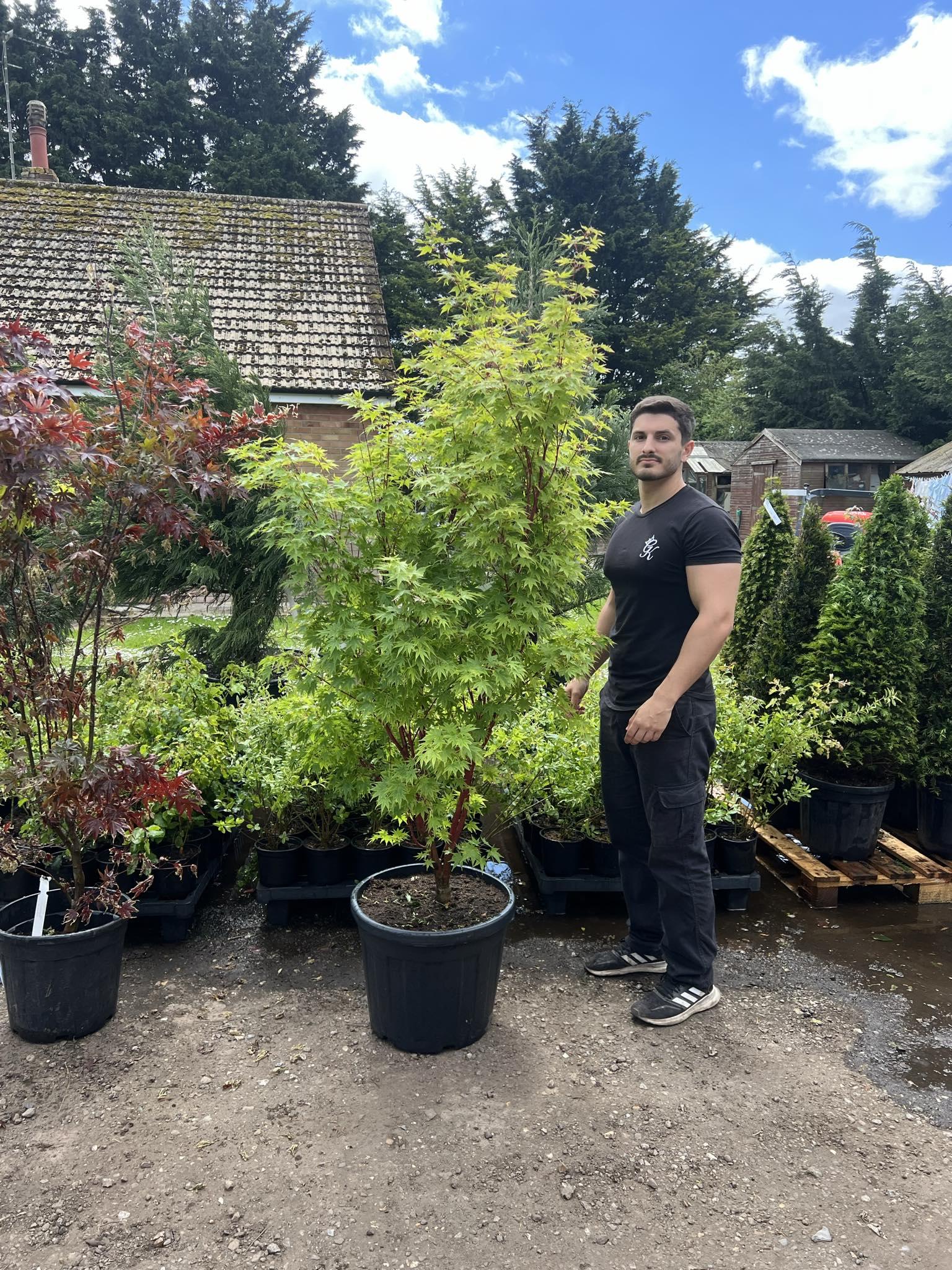 Acer Palmatum 'sango Kaku' - View 21 from www redcrocus com