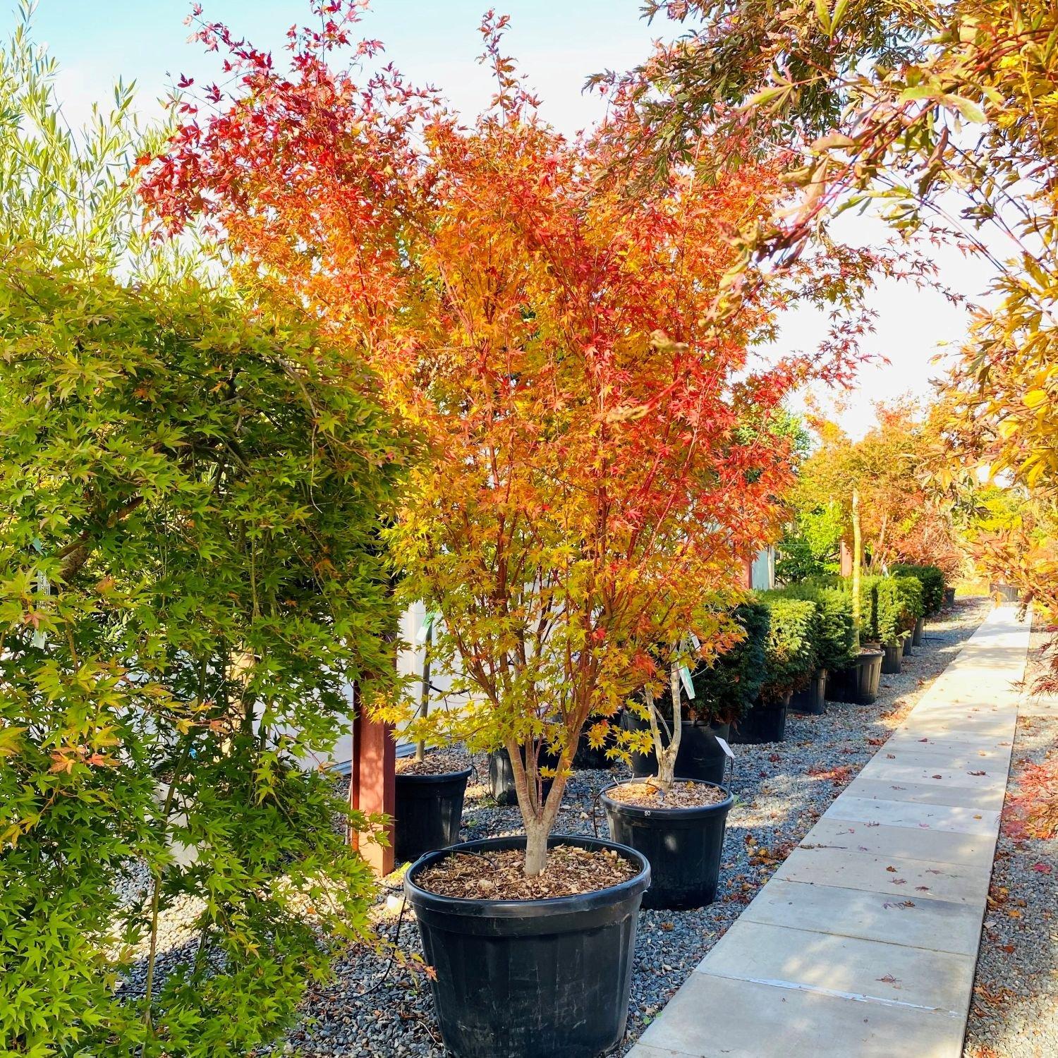Acer Palmatum 'sango Kaku' - View 22 from www redcrocus com