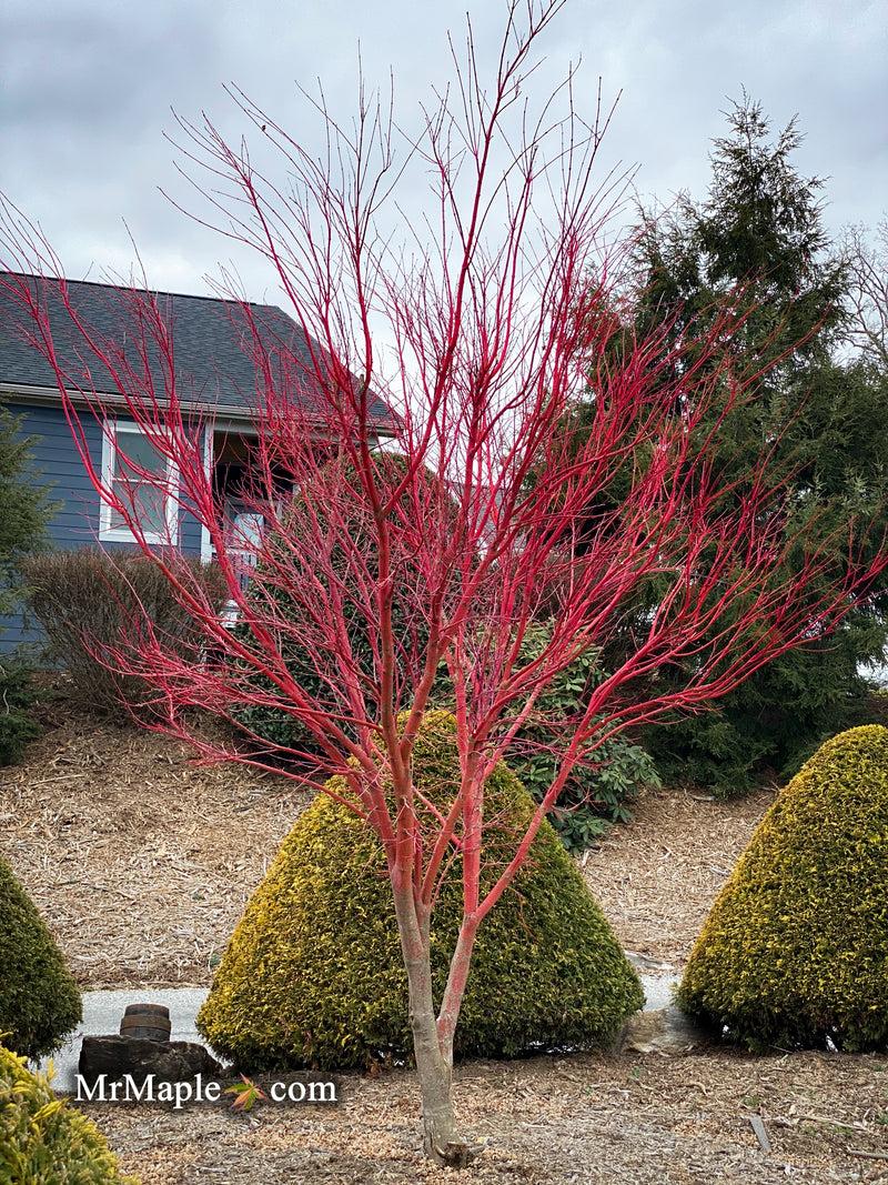 Acer Palmatum 'sango Kaku' - View 23 from www redcrocus com