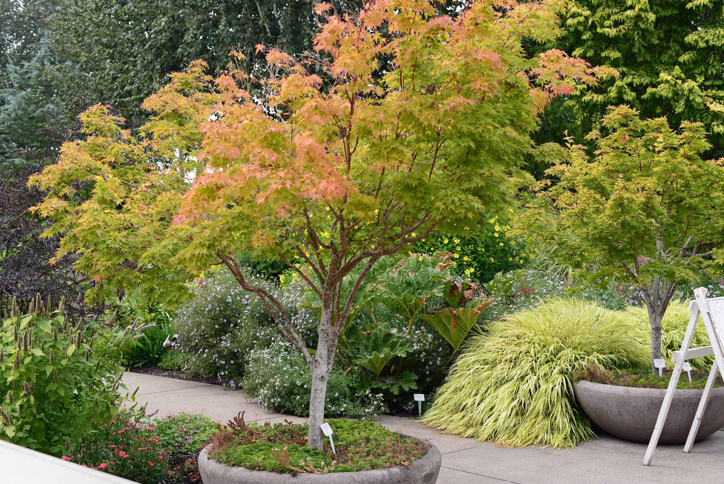 Acer Palmatum 'sango Kaku' - View 25 from www redcrocus com