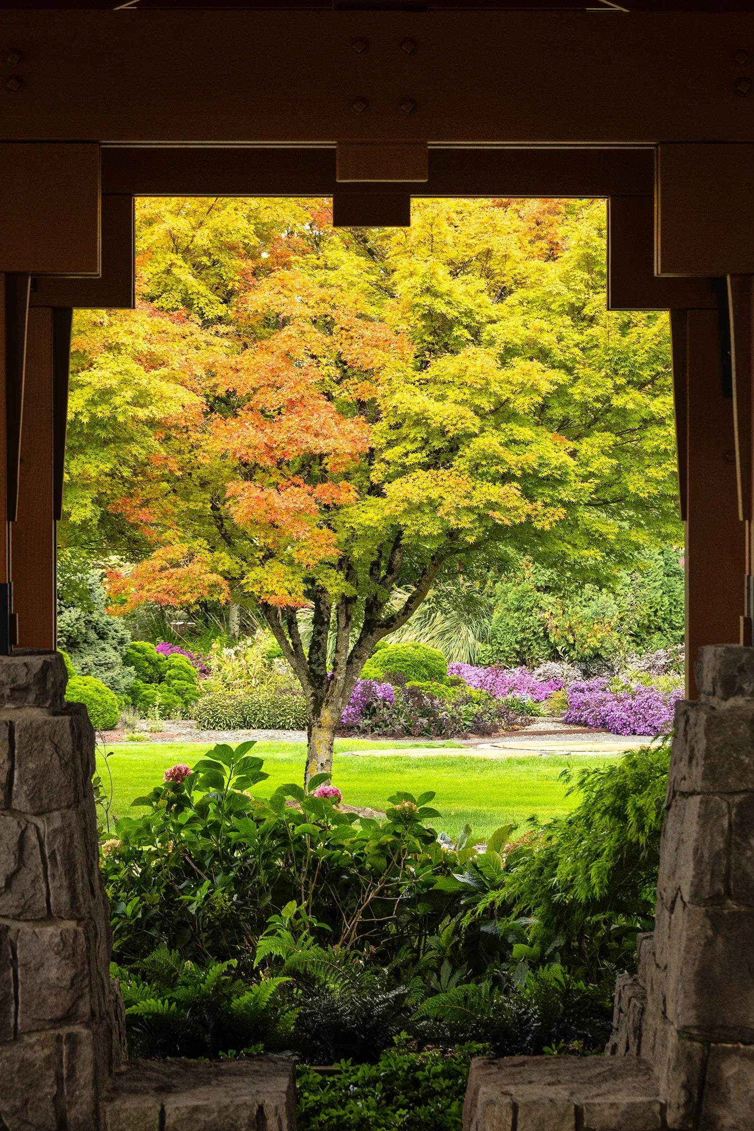 Acer Palmatum 'sango Kaku' - View 28 from www redcrocus com