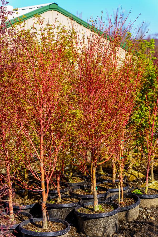 Acer Palmatum 'sango Kaku' - View 2 from www redcrocus com