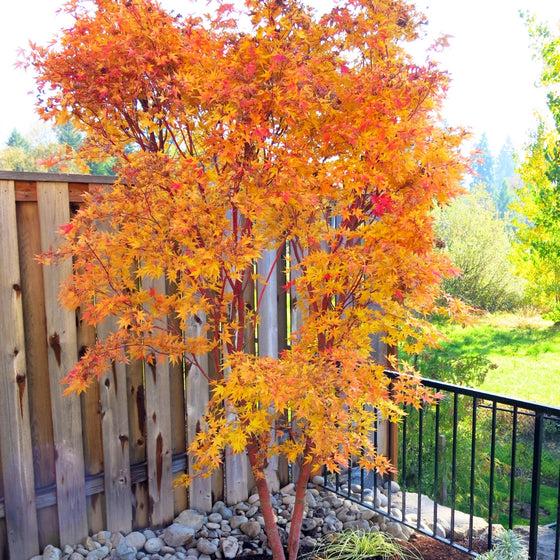 Acer Palmatum 'sango Kaku' - View 30 from www redcrocus com