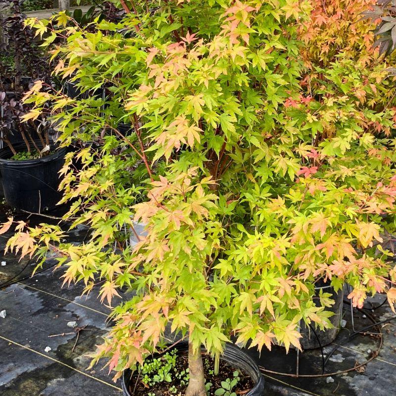 Acer Palmatum 'sango Kaku' - View 31 from www redcrocus com