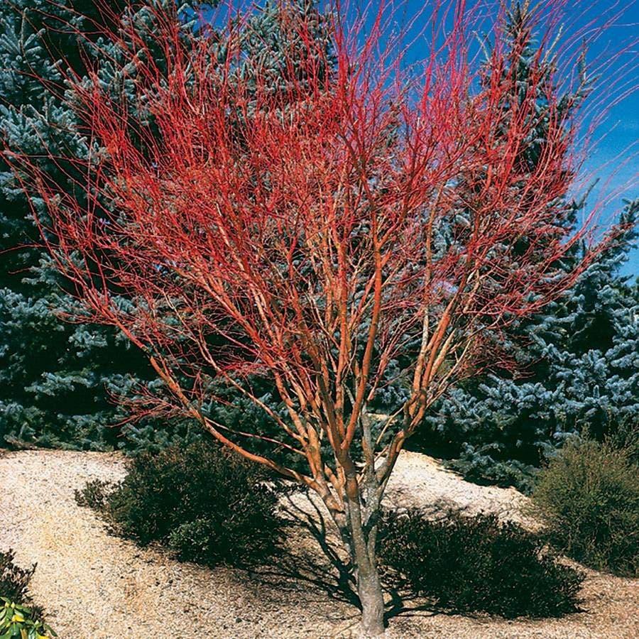 Acer Palmatum 'sango Kaku' - View 32 from www redcrocus com