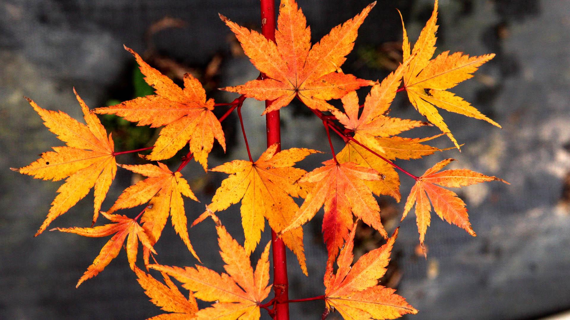 Acer Palmatum 'sango Kaku' - View 34 from www redcrocus com