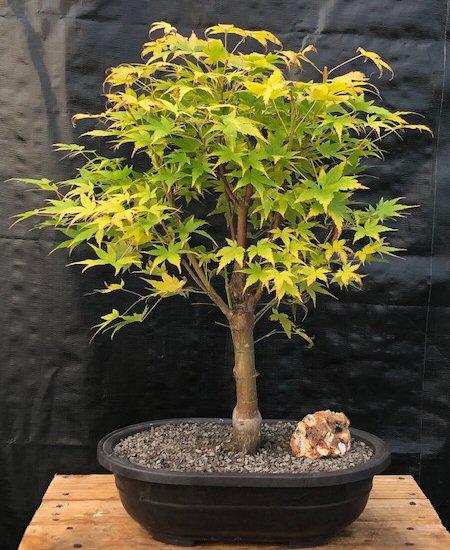 Acer Palmatum 'sango Kaku' - View 35 from www redcrocus com