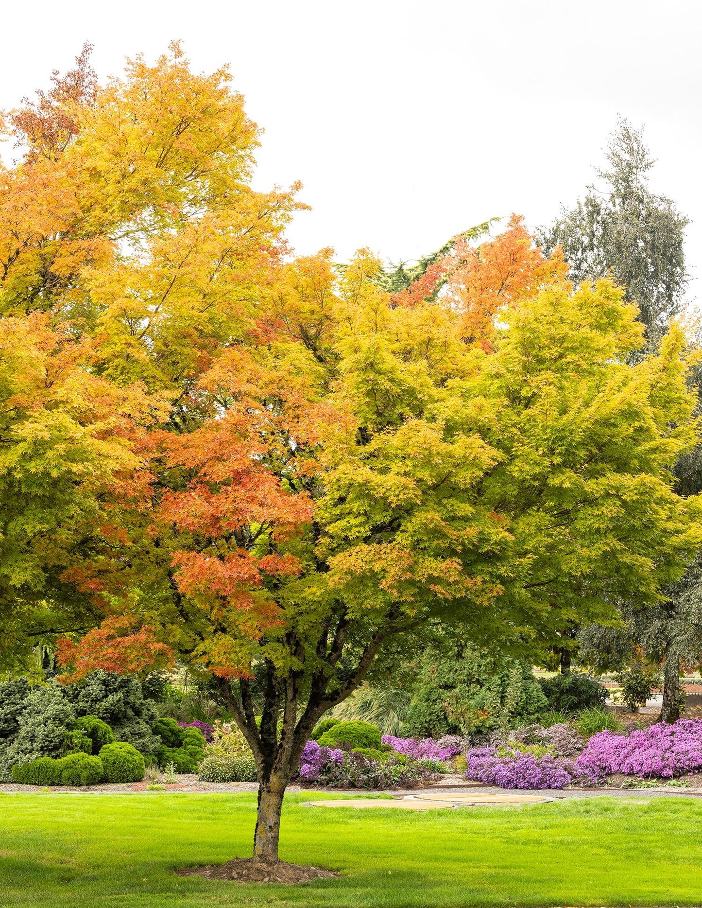 Acer Palmatum 'sango Kaku' - View 3 from www redcrocus com