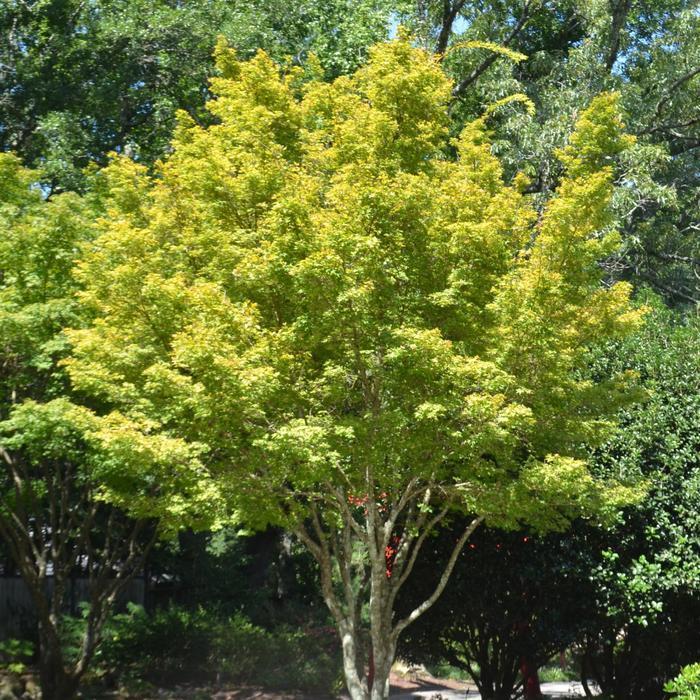 Acer Palmatum 'sango Kaku' - View 40 from www redcrocus com