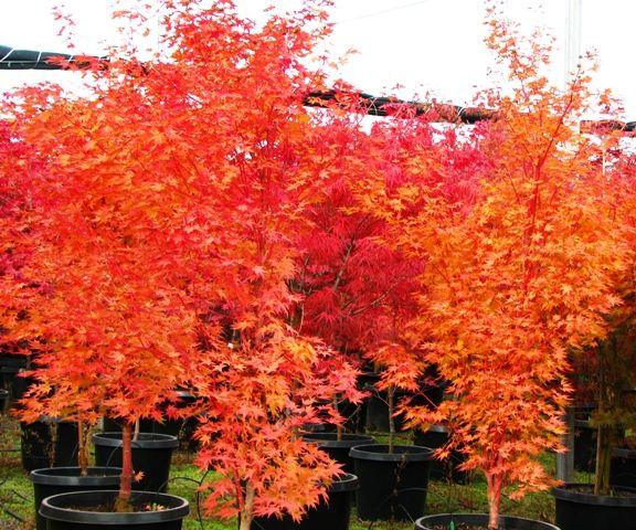 Acer Palmatum 'sango Kaku' - View 4 from www redcrocus com