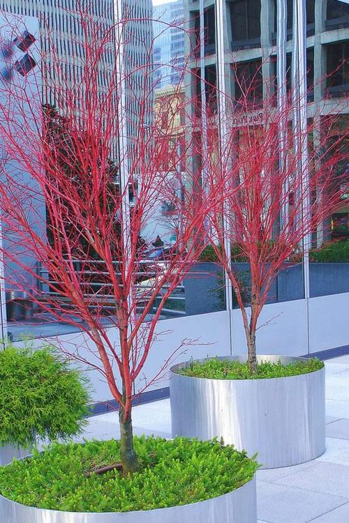 Acer Palmatum 'sango Kaku' - View 5 from www redcrocus com