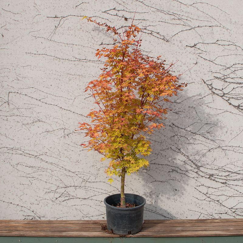 Acer Palmatum 'sango Kaku' - View 6 from www redcrocus com