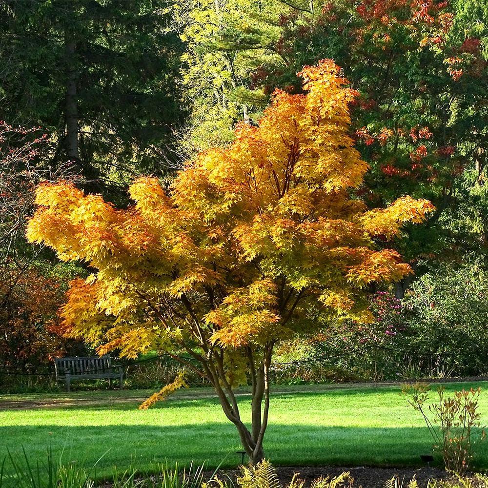 Acer Palmatum 'sango Kaku' - View 7 from www redcrocus com
