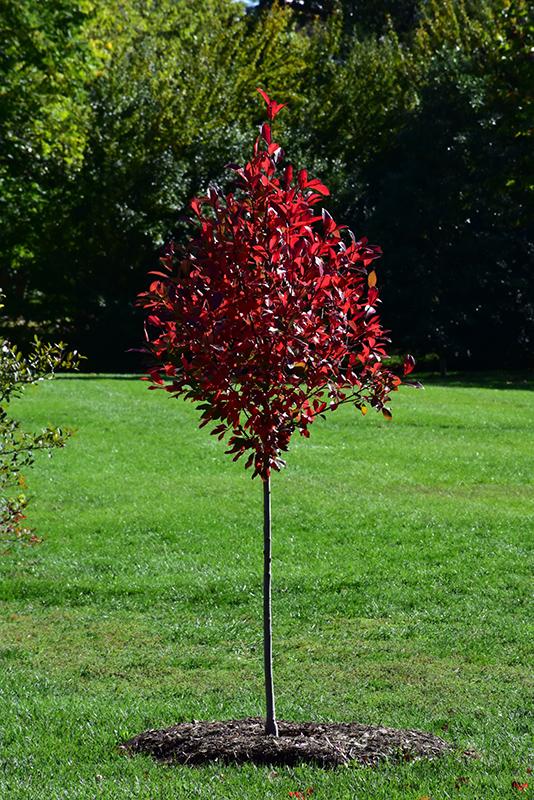 Nyssa Sylvatica Green Gable - View 14 from www redcrocus com