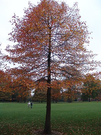 Nyssa Sylvatica Green Gable - View 16 from www redcrocus com