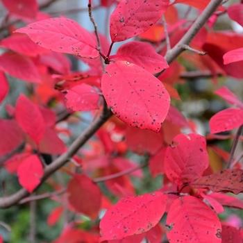 Nyssa Sylvatica Green Gable - View 17 from www redcrocus com