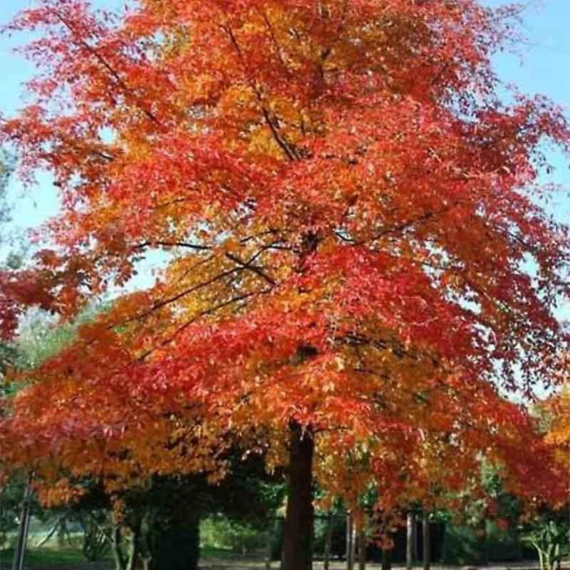 Nyssa Sylvatica Green Gable - View 1 from www redcrocus com