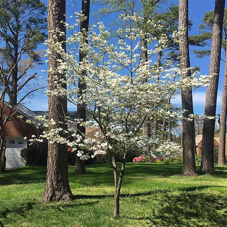 Nyssa Sylvatica Green Gable - View 2 from www redcrocus com