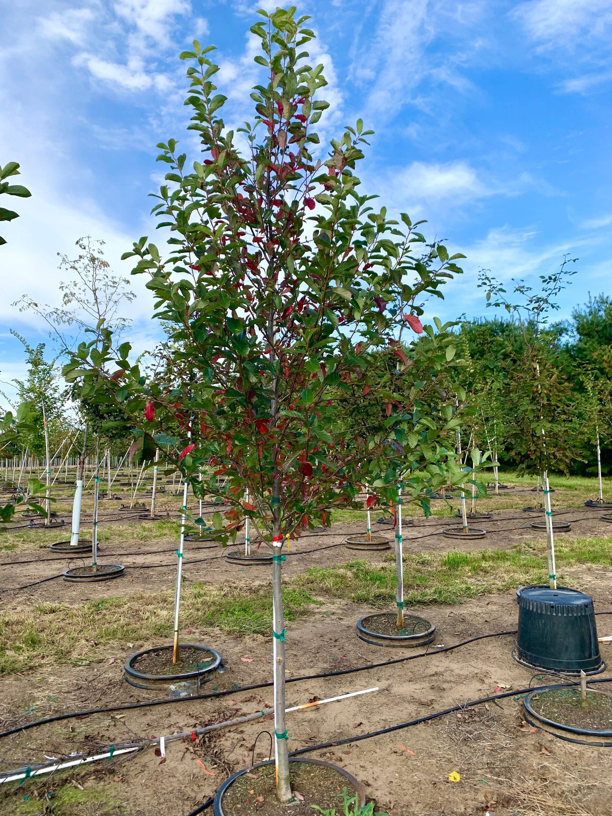 Nyssa Sylvatica Green Gable - View 3 from www redcrocus com