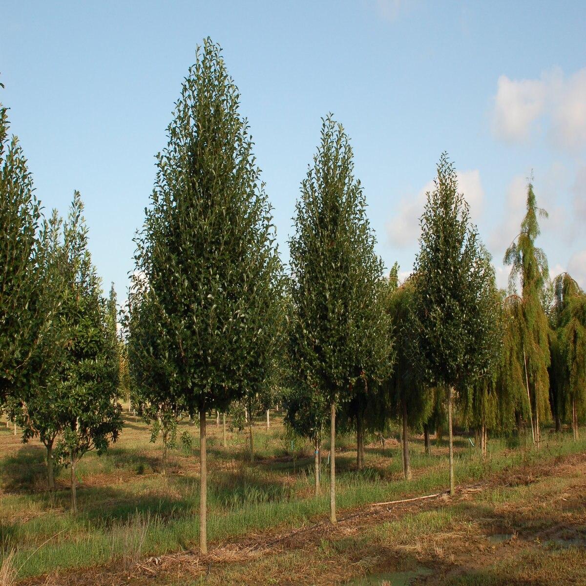 Nyssa Sylvatica Green Gable - View 4 from www redcrocus com