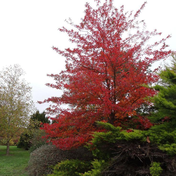 Nyssa Sylvatica Green Gable - View 7 from www redcrocus com