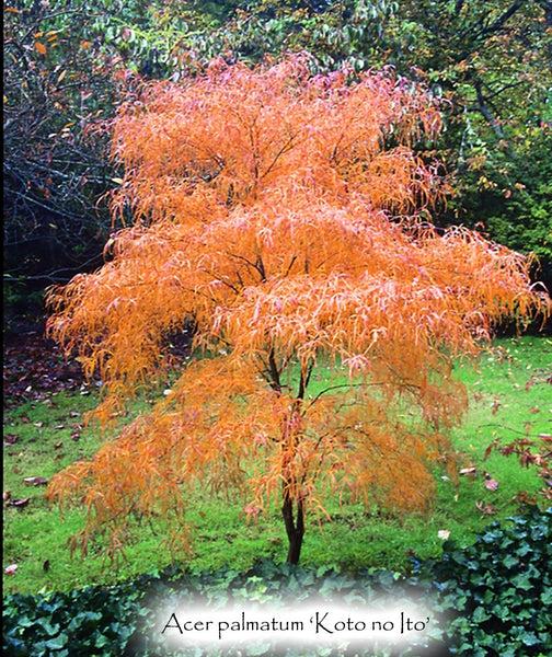 Acer Palmatum Koto No Ito - View 11 from www redcrocus com
