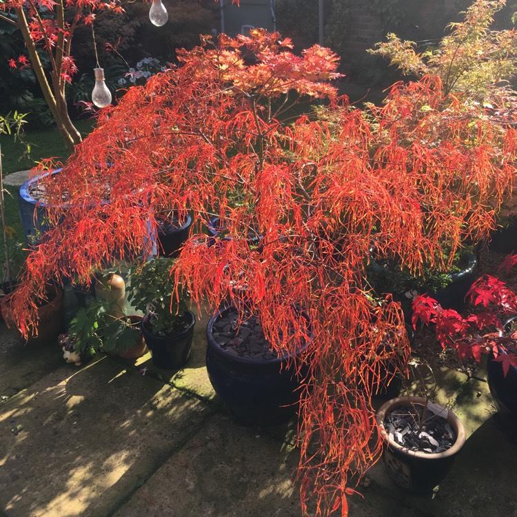 Acer Palmatum Koto No Ito - View 13 from www redcrocus com
