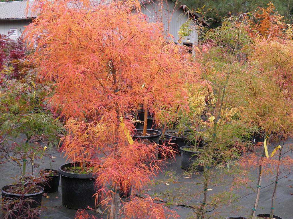 Acer Palmatum Koto No Ito - View 15 from www redcrocus com
