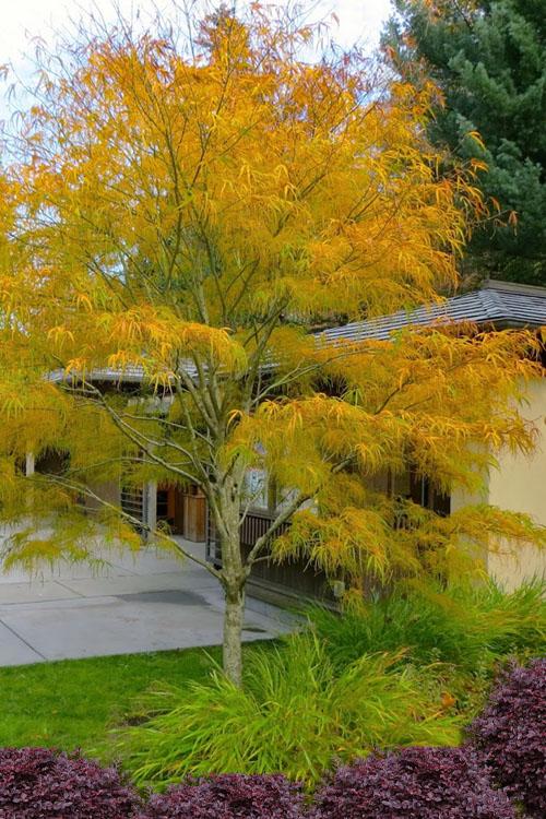 Acer Palmatum Koto No Ito - View 3 from www redcrocus com