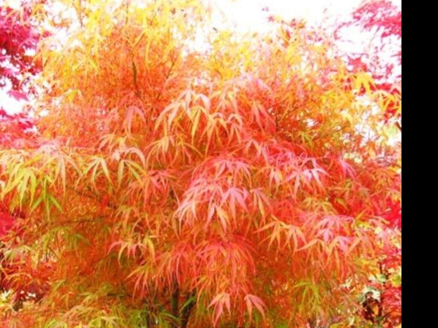 Acer Palmatum Koto No Ito - View 4 from www redcrocus com
