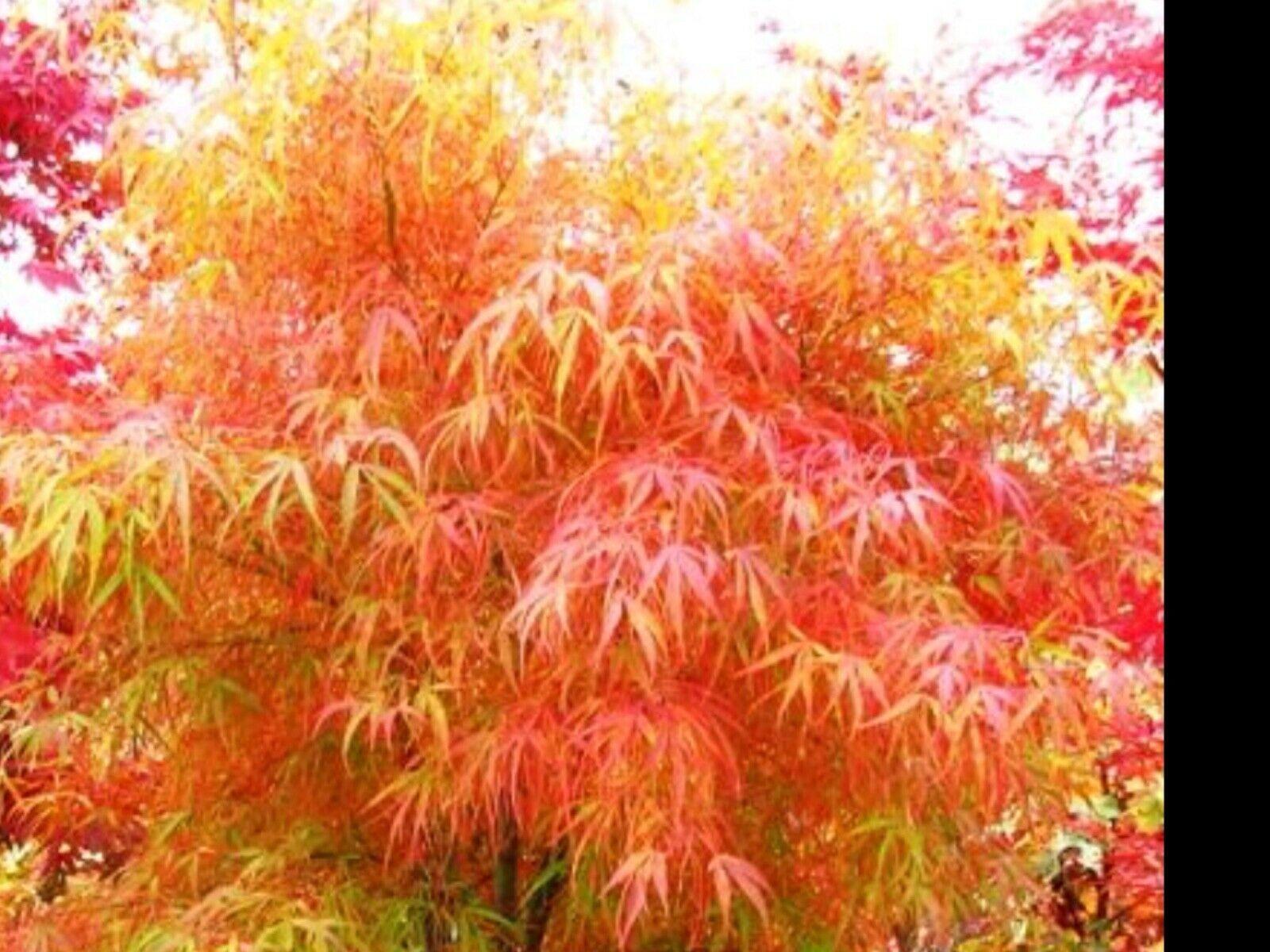 Acer Palmatum Koto No Ito - View 4 from www redcrocus com