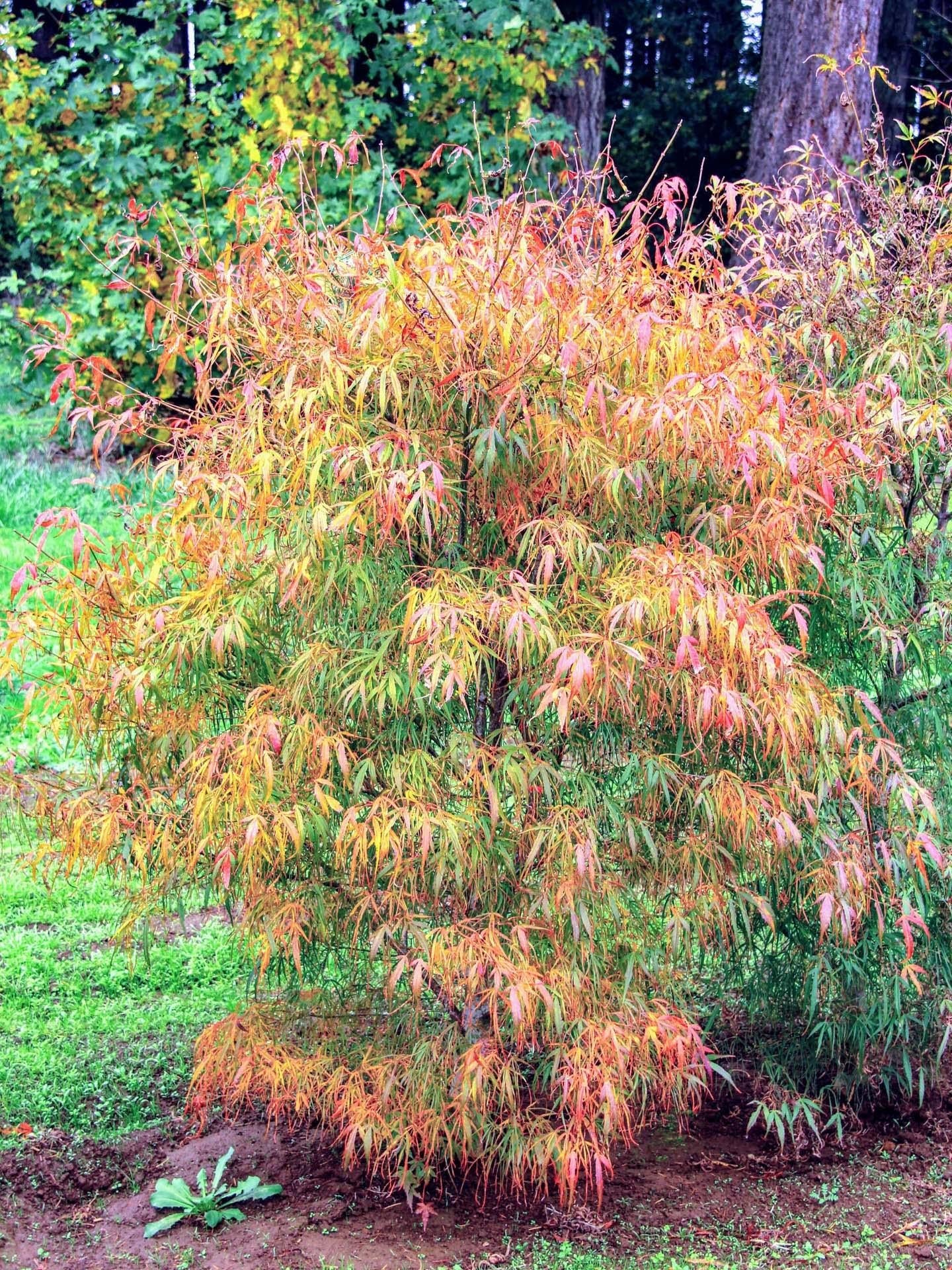 Acer Palmatum Koto No Ito - View 5 from www redcrocus com