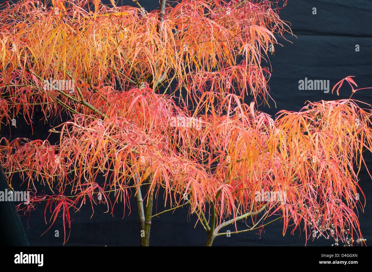 Acer Palmatum Koto No Ito - View 8 from www redcrocus com