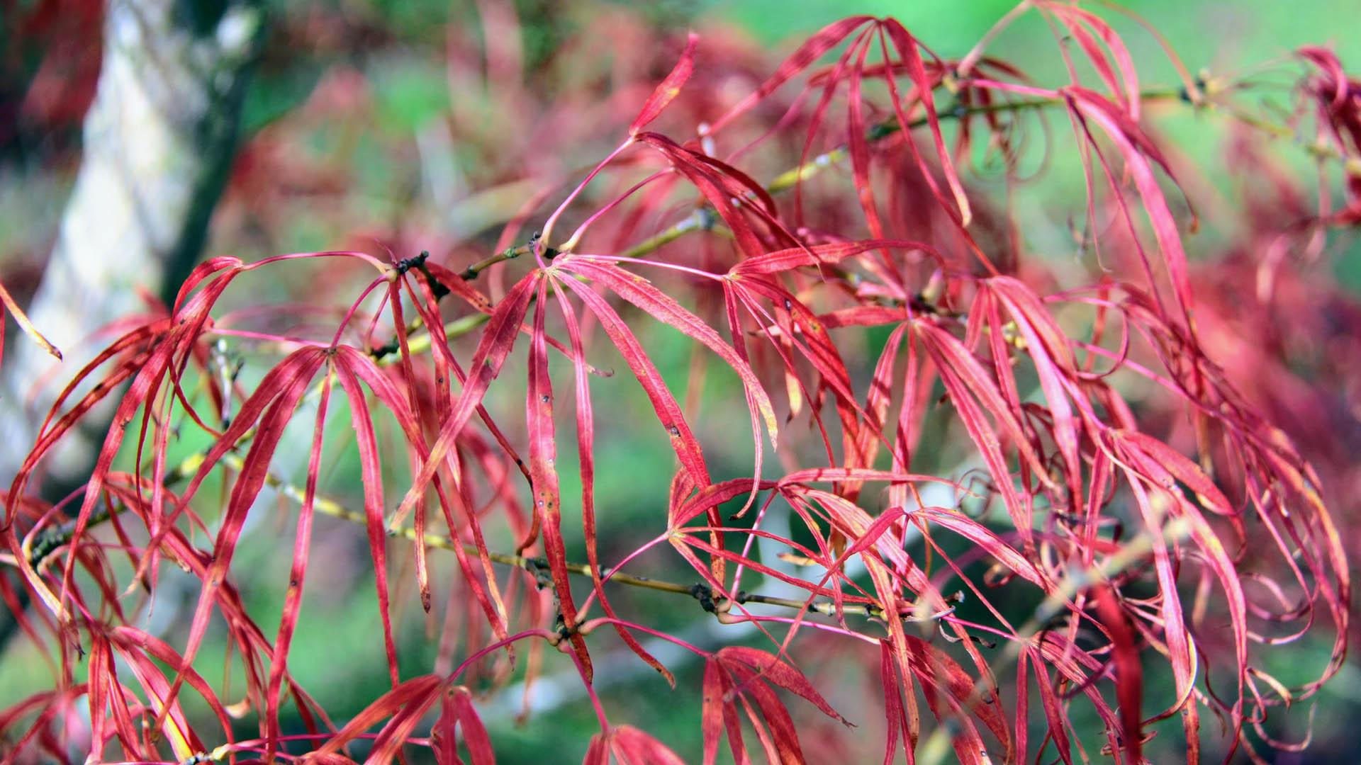 Acer Palmatum Koto No Ito - View 9 from www redcrocus com