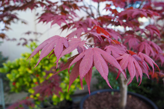 Acer Palmatum Bloodgood Screen - View 10 from www redcrocus com