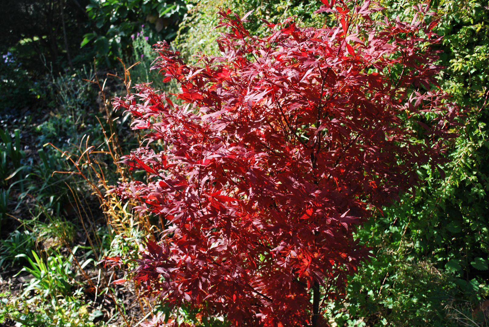 Acer Palmatum Bloodgood Screen - View 11 from www redcrocus com