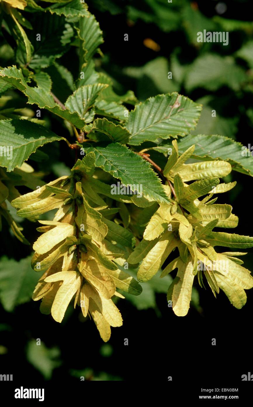 Carpinus Betulus Low Branch - View 11 from www redcrocus com