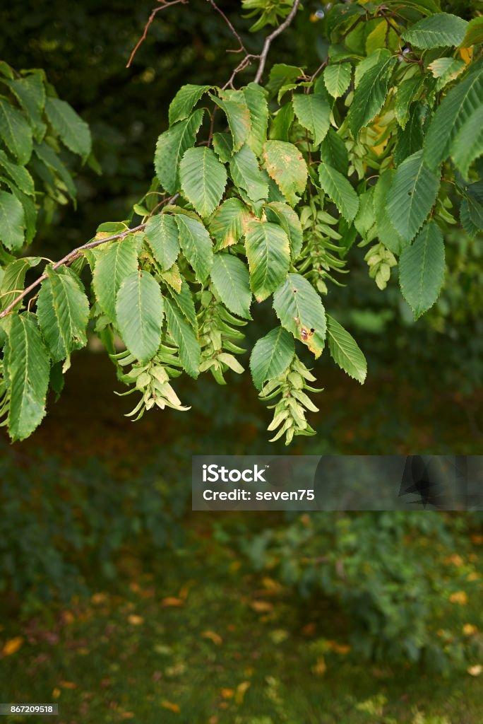 Carpinus Betulus Low Branch - View 12 from www redcrocus com