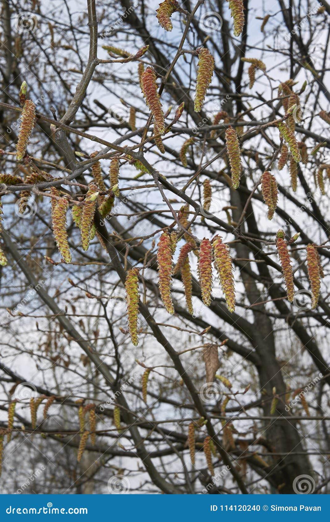 Carpinus Betulus Low Branch - View 15 from www redcrocus com