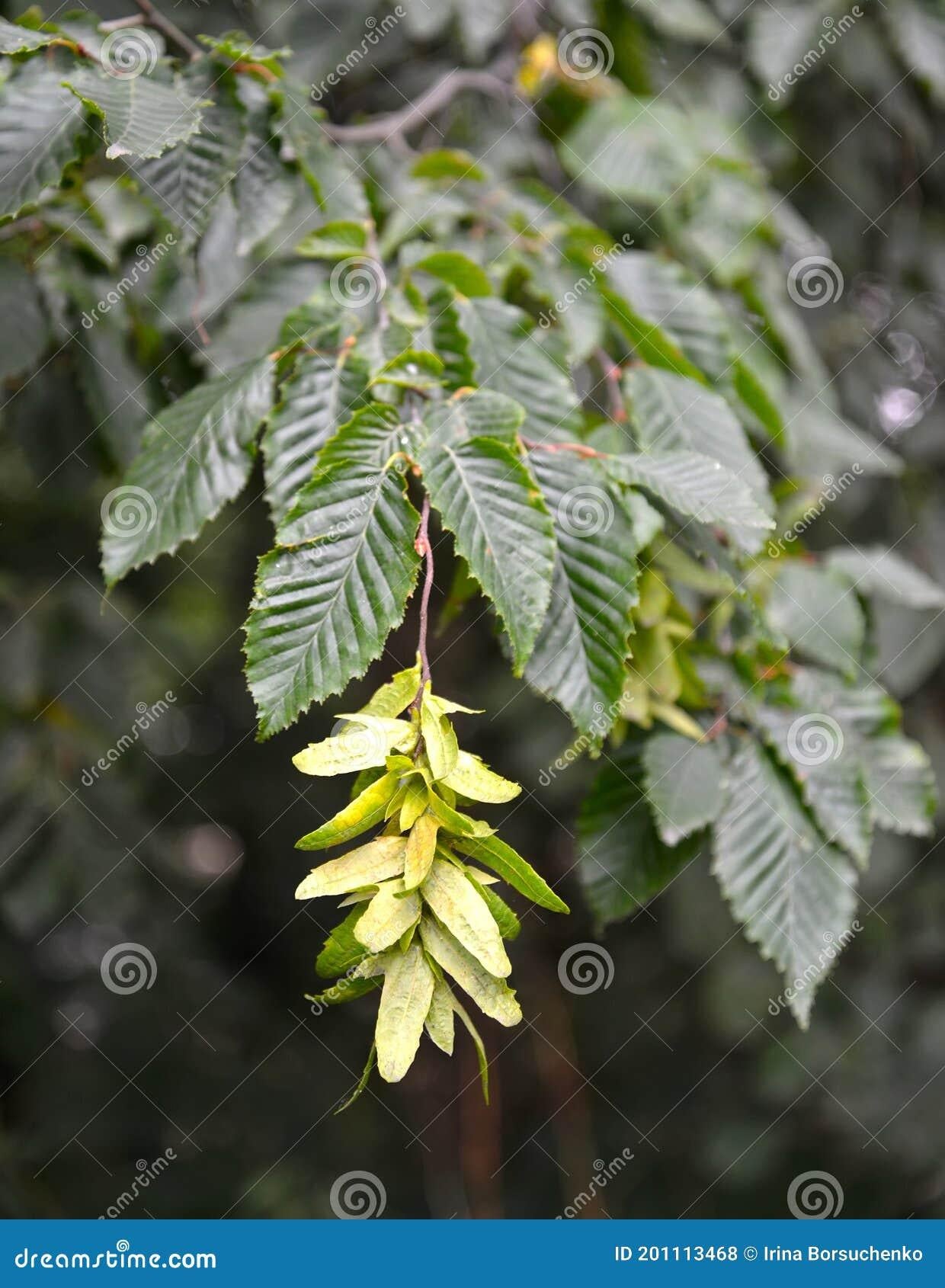 Carpinus Betulus Low Branch - View 16 from www redcrocus com