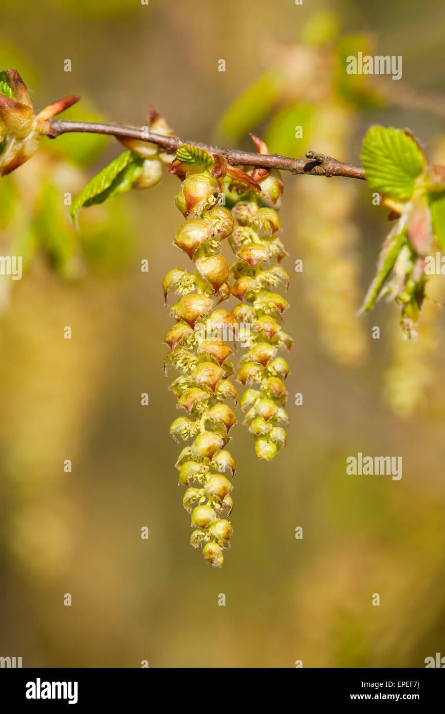 Carpinus Betulus Low Branch - View 17 from www redcrocus com
